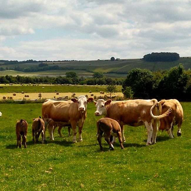 cows field farm