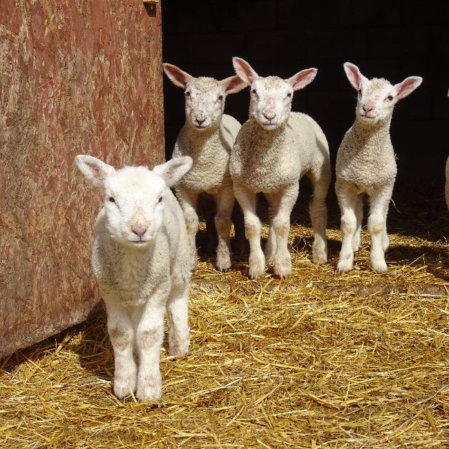 lambs in stable farm